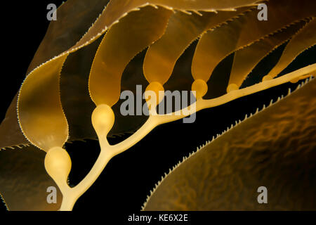 Gas Blasen von Giant kelp, Macrocystis pyrifera, Catalina Island, Kalifornien, USA Stockfoto