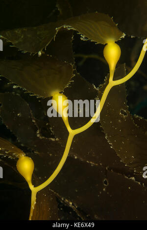 Gas Blasen von Giant kelp, Macrocystis pyrifera, Catalina Island, Kalifornien, USA Stockfoto