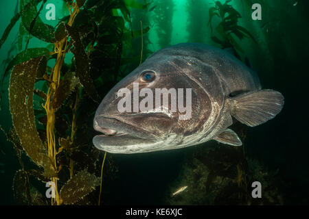 Riesige Seebarsch in Seetang Wald, Stereolepis gigas, Catalina Island, Kalifornien, USA Stockfoto