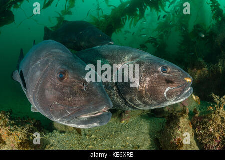 Riesige Seebarsch in Seetang Wald, Stereolepis gigas, Catalina Island, Kalifornien, USA Stockfoto