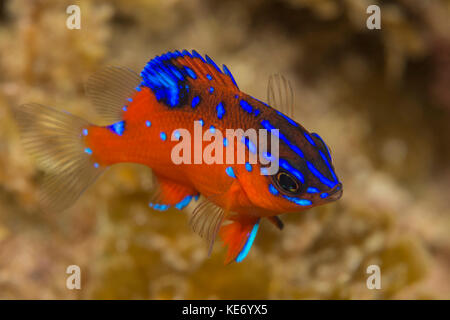 Juvenile garibaldi Fisch, hypsypops rubicundus, Catalina Island, Kalifornien, USA Stockfoto