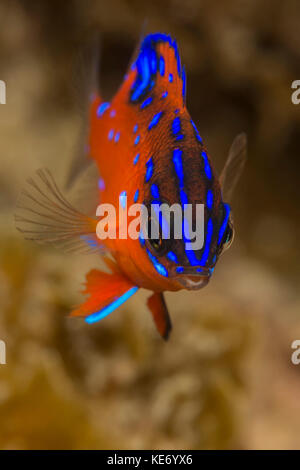 Juvenile Garibaldi Fisch, Hypsypops rubicundus, Catalina Island, Kalifornien, USA Stockfoto