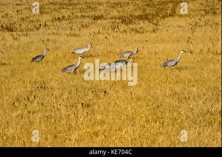 Kanadakraniche Fütterung in Bosque Del Apache National Wildlife Refuge Stockfoto