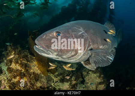 Riesige Seebarsch in Seetang Wald, stereolepis gigas, Catalina Island, Kalifornien, USA Stockfoto