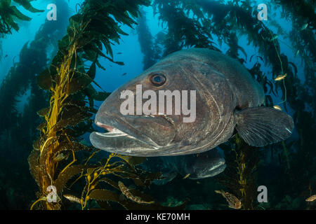 Riesige Seebarsch in Seetang Wald, Stereolepis gigas, Catalina Island, Kalifornien, USA Stockfoto