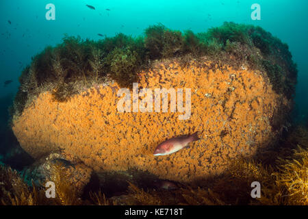 Zoanthid Anemonen umfasst Rock, Zoantharia, Catalina Island, Kalifornien, USA Stockfoto