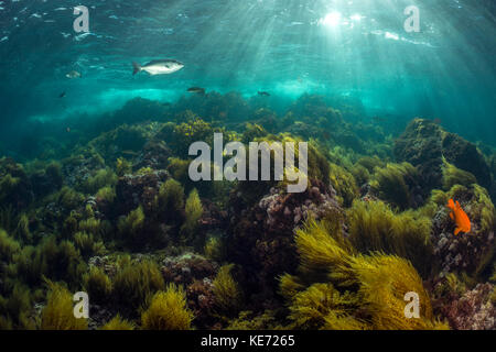 Unterwasser Landschaft, Stephanocystis dioica, Catalina Island, Kalifornien, USA Stockfoto