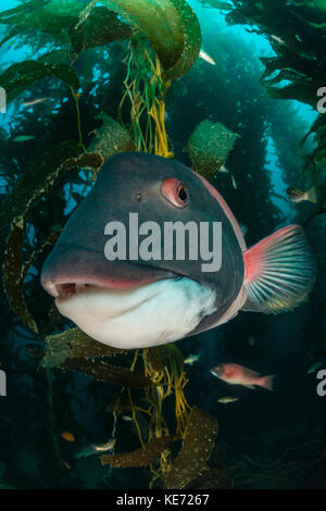 Kalifornien Sheephead, Semicossyphus pulcher, Catalina Island, Kalifornien, USA Stockfoto