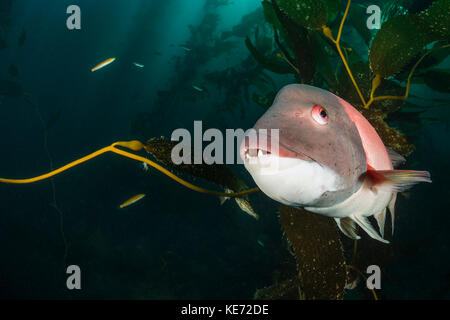 Kalifornien Sheephead, Semicossyphus pulcher, Catalina Island, Kalifornien, USA Stockfoto