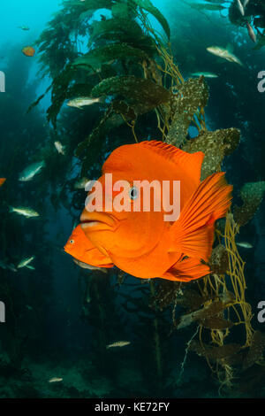 Garibaldi Fisch, Hypsypops rubicundus, Catalina Island, Kalifornien, USA Stockfoto