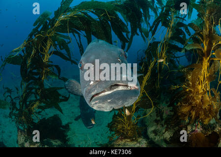 Riesige Seebarsch in Seetang Wald, Stereolepis gigas, Catalina Island, Kalifornien, USA Stockfoto