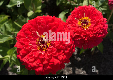 Zinnia elegans' benary Riese carmine Rose' ('Sbenary Riese Serie Stockfoto