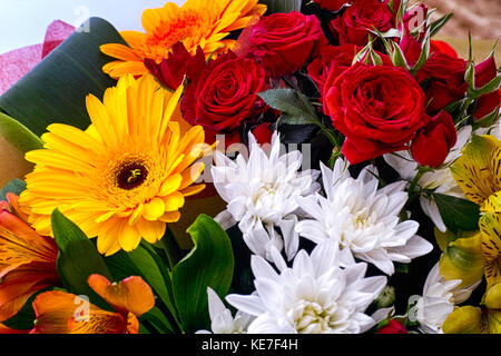 Schönen Blumenstrauß mit rote Rosen, weiße Chrysanthemen und Gerbera. close-up. Stockfoto