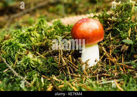 Horizontale Foto von Nizza psathyrella Fliegenpilz. Junge Pilz wächst von Moos und Gras mit ein paar trockenen Zweigen und Nadeln rund um. Die Gap ist hell rot und Stockfoto