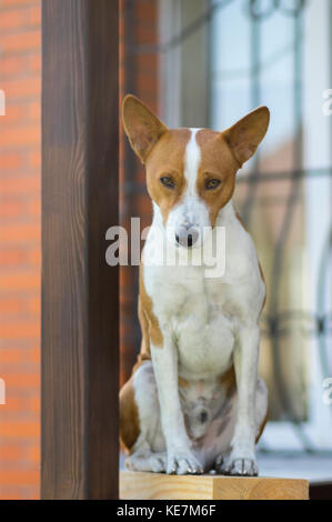 Royal basenji Hund nach unten schaut, während vor dem Haus saß es lebt Stockfoto