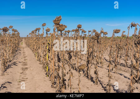 Reihen von Reif Sonnenblumen stehen wie alte Soldaten Rang gegen den blauen wolkenlosen Himmel im Zentrum der Ukraine Stockfoto