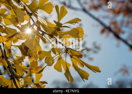 Sonne scheint durch Autumn-Colored Ginkgo Biloba Blätter (ginkgoaceae), Central Park, New York City, New York, Vereinigte Staaten von Amerika Stockfoto