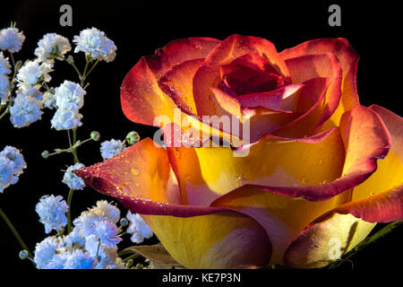 Hintergrundbeleuchtung Rose (Rosa) im Studio, New York, Vereinigte Staaten von Amerika Stockfoto