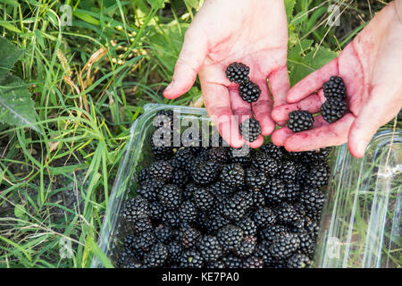 Woman's Hand mit frisch gepflückten Brombeeren; Tunuyan, Mendoza, Argentinien Stockfoto