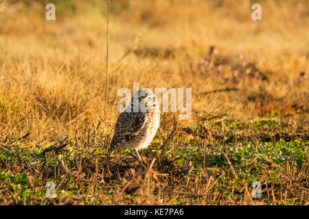 Eine grabende Eule (Athene Cunicularia) schaut in die Kamera, das frühe Morgenlicht die Szene in warmen Farben badet; Tunuyan, Mendoza, Argentinien Stockfoto