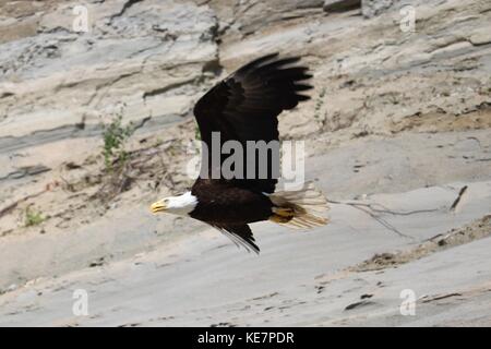 Weißkopf-Seeadler Stockfoto