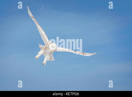 Schnee-eule (Bubo Scandiacus) im Flug; Saulte Saint Marie, Ontario, Kanada Stockfoto