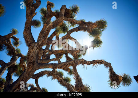 Joshua Tree (Yucca Buergeri) vor blauem Himmel, Joshua Tree National Park, Kalifornien, Vereinigte Staaten von Amerika Stockfoto