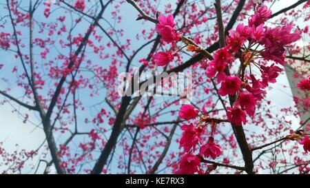 Kirschblüte in Taiwan Taipeh sakura Blume Stockfoto