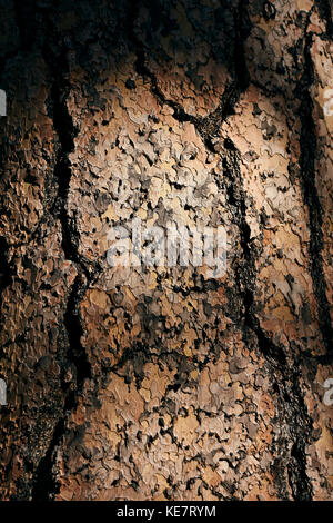 Puzzle Baum in Dappled Licht, Allison Lake Provincial Park, British Columbia, Kanada Stockfoto