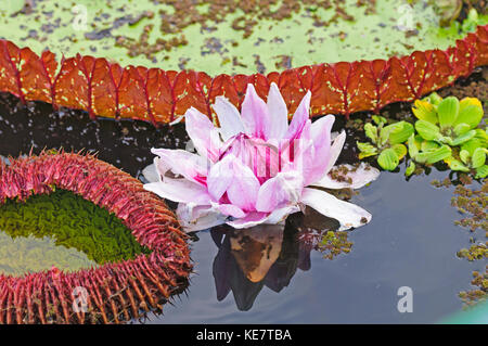 Gigantische Seerose im peruanischen Amazonas Becken Stockfoto