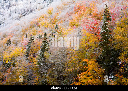 Herbstfarben im Schnee auf Sugarloaf Mountain, eine geschützte Krone Wilderness Area entlang der nordöstlichen Margaree River bei Big Intervale Stockfoto