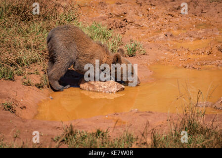 Brown Bear Cub (Ursus arctos) Trinken Von Muddy-Pool; Parque de la Naturaleza de Cabárceno, Kantabrien, Spanien Stockfoto