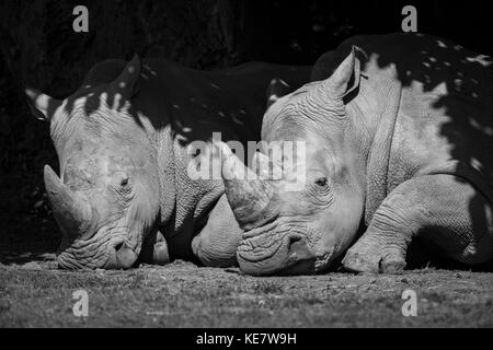 Nahaufnahme der weißen Nashörner (Rhinocerotidae)) im Schatten; Parque de la Naturaleza de Cabárceno, Kantabrien, Spanien Stockfoto