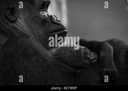 Westlicher Flachlandgorilla (Gorilla Gorilla Gorilla) im Schoß der Mutter; Parque de la Naturaleza de Cabárceno, Kantabrien, Spanien Stockfoto