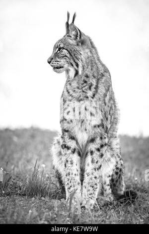 Kanada Luchs (Lynx Canadensis) sitzt im Gras suchen seitwärts; Parque de la Naturaleza de Cabárceno, Kantabrien, Spanien Stockfoto