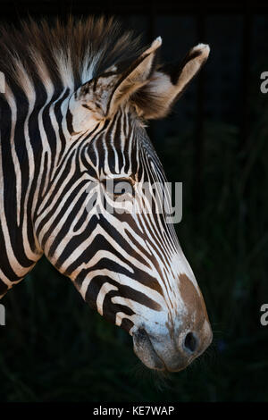 Nahaufnahme der Grevy Zebra (Equus grevyi) Kopf im Profil vor einem schwarzen Hintergrund; Parque de la Naturaleza de Cabárceno, Kantabrien, Spanien Stockfoto