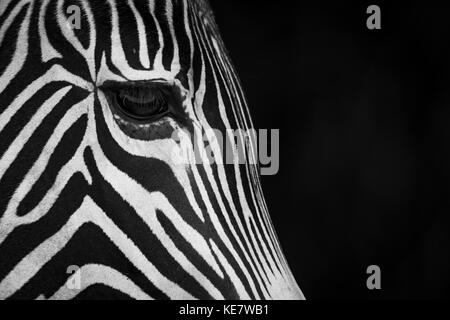 Nahaufnahme der Grevy Zebra (Equus grevyi) Gesicht im Profil vor einem schwarzen Hintergrund; Parque de la Naturaleza de Cabárceno, Kantabrien, Spanien Stockfoto