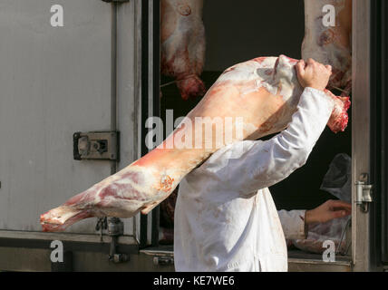 Fleischlieferungen von ganzen Schweineschlachtkörpern im Schlachter-Lieferwagen. Ein Mann, der gehäutete Nutztiere in Ormskirk, Großbritannien, transportiert Stockfoto