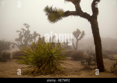 Wüstenlandschaft mit Joshua-Bäumen (Yucca Brevifolia), Yucca-Pflanzen, Cholla-Kaktus (Cylindropuntia) und anderen Pflanzen im Winternebel bei Joshua Tree N... Stockfoto