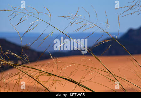 Nahaufnahme der Gräser wachsen in den Sand im Coral Pink Sand Dunes State Park in der Nähe von Kanab, Utah im Spätsommer, Landschaft und blauer Himmel über Stockfoto