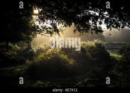 Nebel steigt im New Forest Hampshire England, wie der Tau auf den ginster Büsche Hervorhebung der Spinnweben sitzt Stockfoto