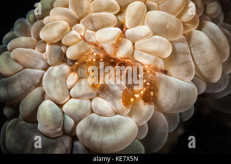 Orang-utan Krabbe (Achaeus Japonicus) auf der Oberseite des Bubble Coral; Moalboal, Cebu, Central Visayas, Philippinen Stockfoto