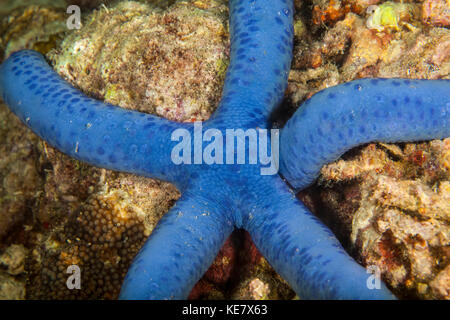 Blaue Seesterne, Moalboal, Cebu, Central Visayas, Philippinen Stockfoto