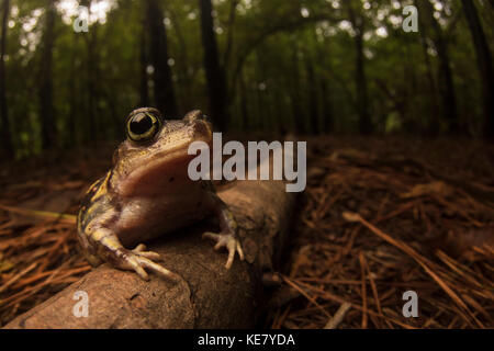 Eine östliche spadefoot Toad (Scaphiopus holbrookii) sitzen auf dem Waldboden im Wald in North Carolina. Stockfoto