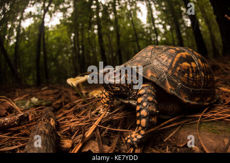 Eine östliche box Turtle (Terrapene Carolina) Neben einem Pilz auf dem Waldboden in Eastern North Carolina. Stockfoto