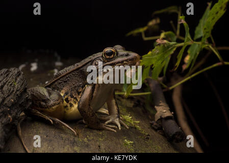 Eine südliche Leopard frog Sitzstangen auf einem Baumstamm in einen Sumpf in der Nacht. Stockfoto