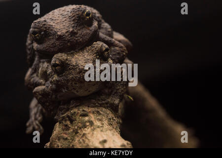 'SCope grauer Laubfrosch (Hyla chrysoscelis) in amplexus, das Männchen hält auf der Rückseite des größeren weiblichen und wird bis er befruchtet die Eier hängen. Stockfoto