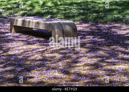Jacaranda (Bignoniaceae) Blüten auf dem Boden während der Mai Horse Fair, Jerez de la Frontera, Cadiz, Andalusien, Spanien Stockfoto