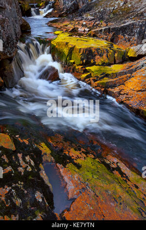 Herbst farbige Flechten auf den Felsen entlang Könige Bach, kurz bevor es mündet in Shubenacadie Grand Lake im sleepy Cove, Nova Scotia, Kanada Stockfoto