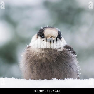 Extreme close-up von einem grauen Jay (Perisoreus canadensis) sitzen im Schnee und bedeckt mit Schneeflocken im Winter; Ontario, Kanada Stockfoto